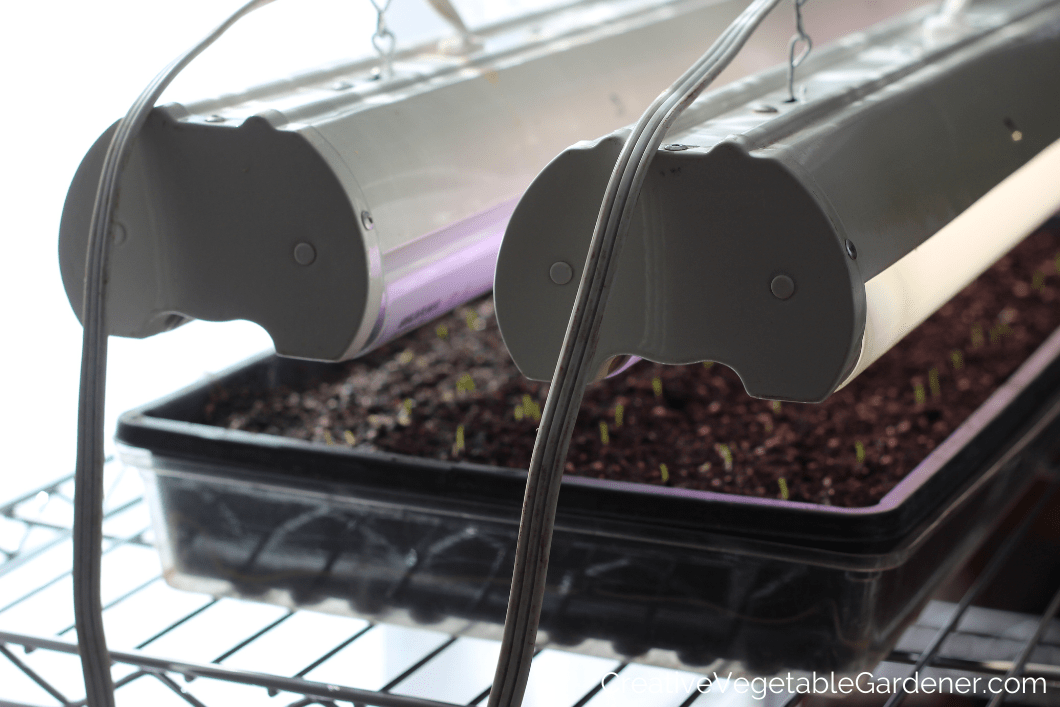 lights for growing seedlings