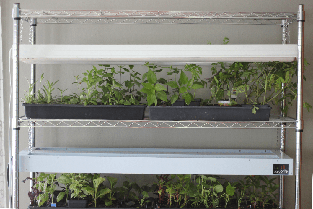 grow lights with seedlings