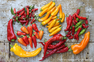colorful pepper harvest