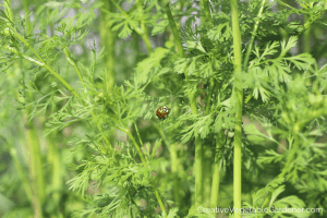cilantro bolting in garden with insect