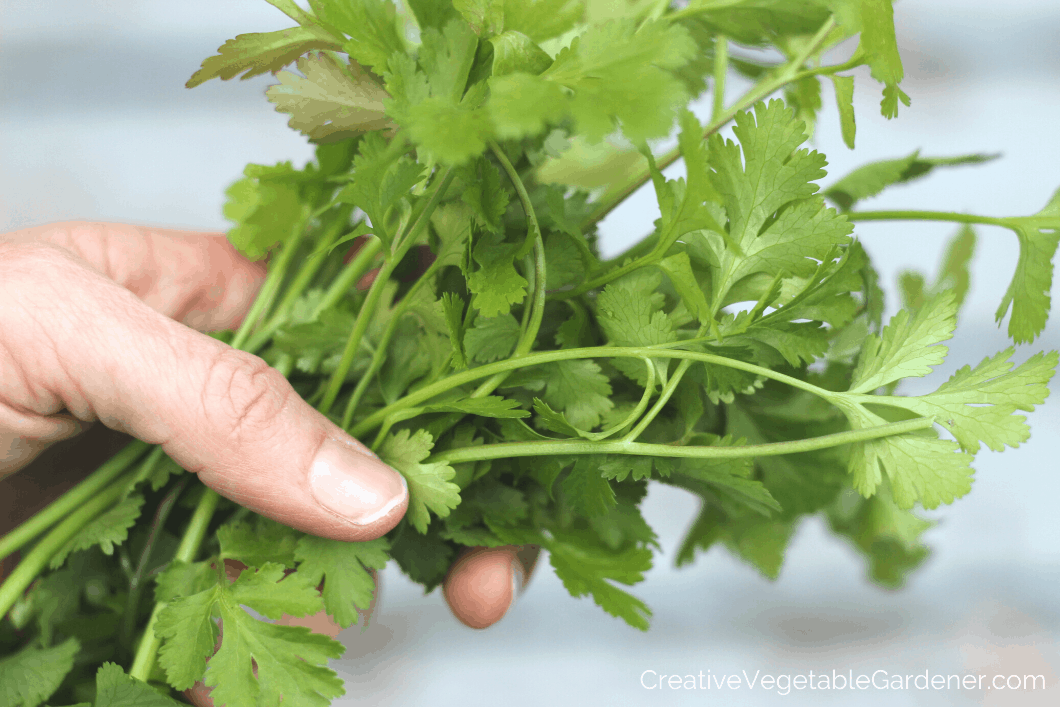 gardener holding cilantro harvest