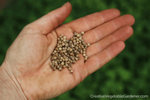 cilantro coriander seed in hand