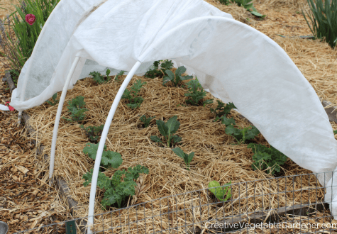 kale under row cover in garden