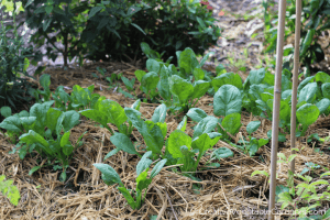 mulched spinach in garden to prevent flowering