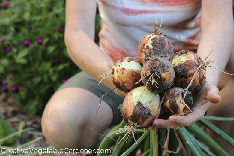 onions in the garden