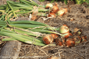 onions in the garden during harvest