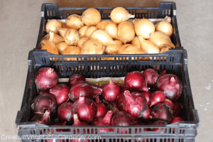 storing onions for winter