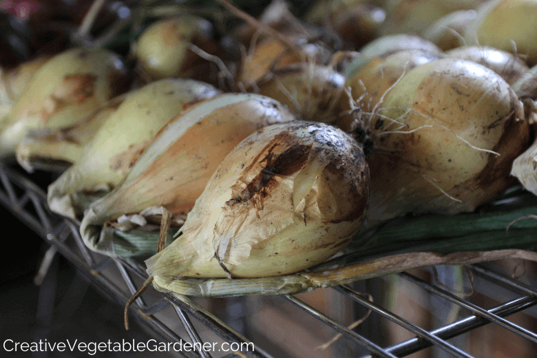 curing onions