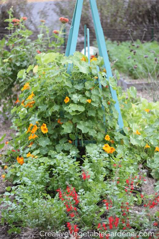 cilantro in garden bed with flowers and trellis
