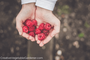 hands holding garden raspberries