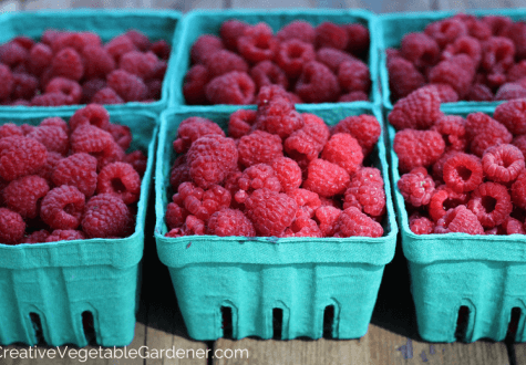 harvested raspberries from garden