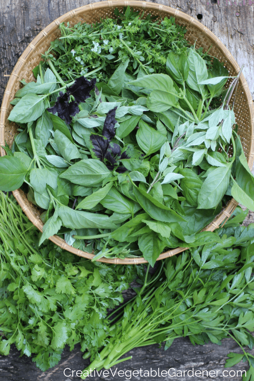 fresh herb harvest from garden