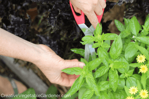 harvesting basil for preserving