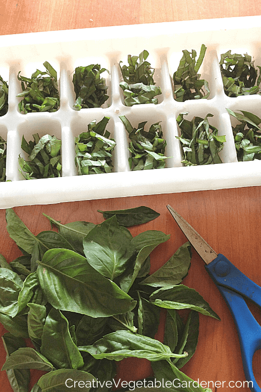 freezing basil in ice cubes