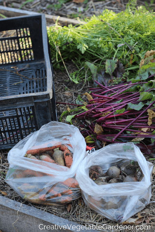 storing carrots for winter