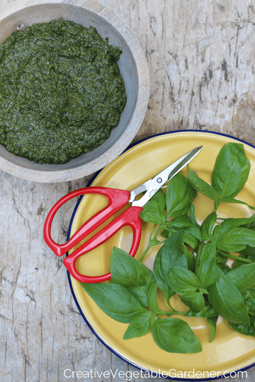 making basil pesto