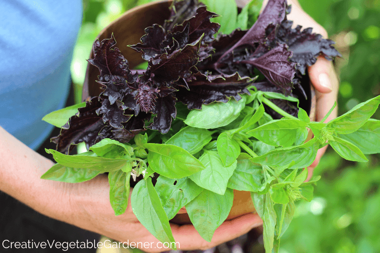 Harvesting purple and green basil in the garden