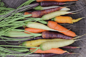 colorful carrots harvested from the garden