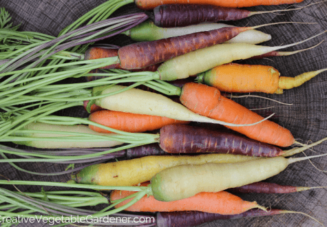 colorful carrots harvested from the garden