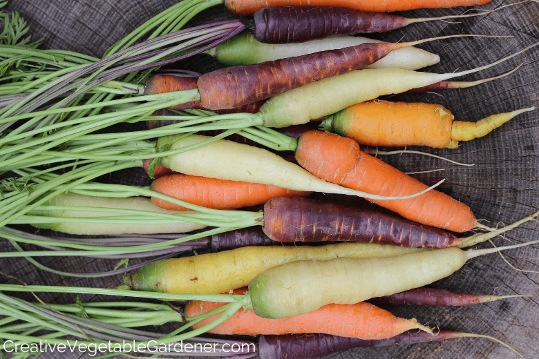 colorful carrots harvested from the garden