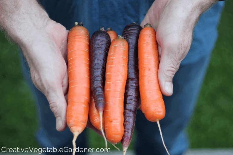 man holding fresh carrots from the garden