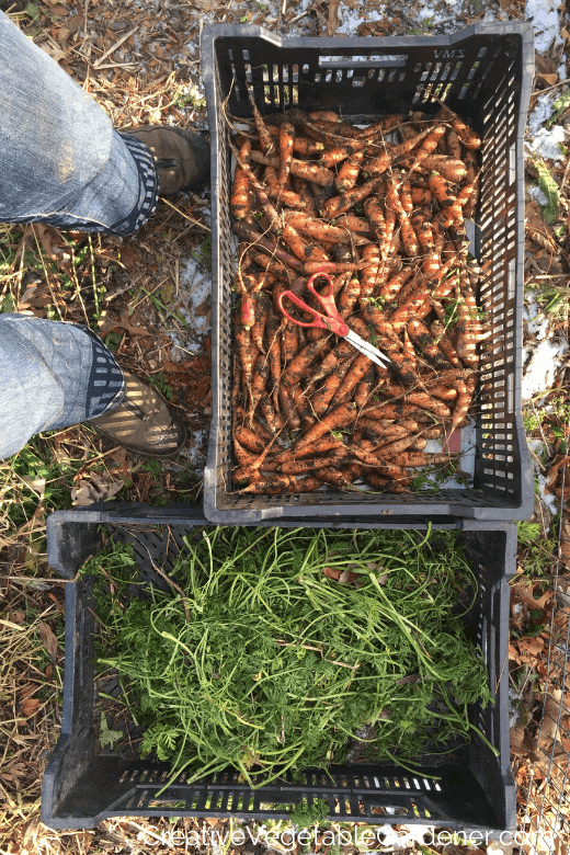 preparing carrots to store for winter