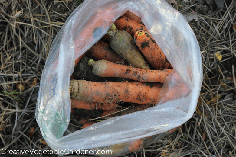 how to store carrots from the garden