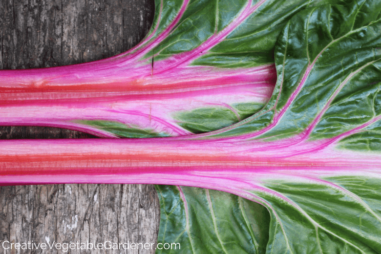 peppermint stick swiss chard