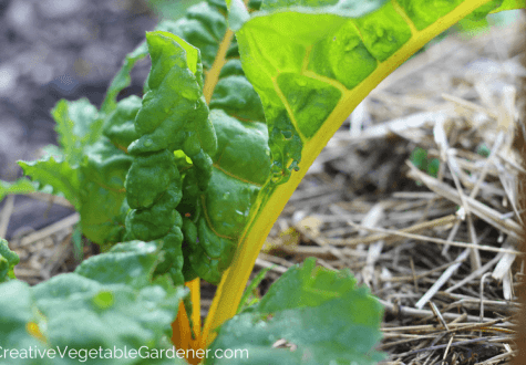 yellow swiss chard in garden