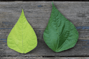 nitrogen deficient leaves