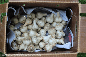 garlic drying after harvest