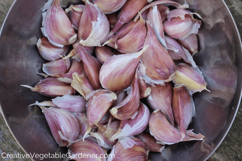 knoflookteentjes voor het planten in de lente 