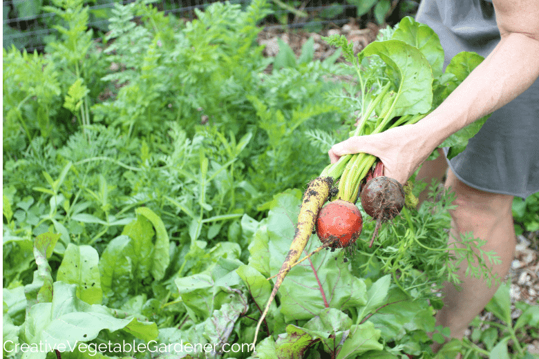 soil on beets and carrots