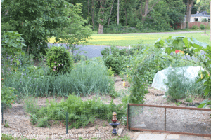 vegetable garden healthy soil