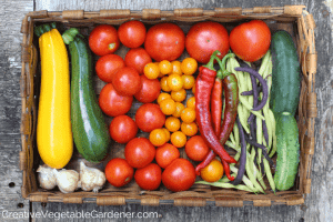 garden harvest of summer vegetables