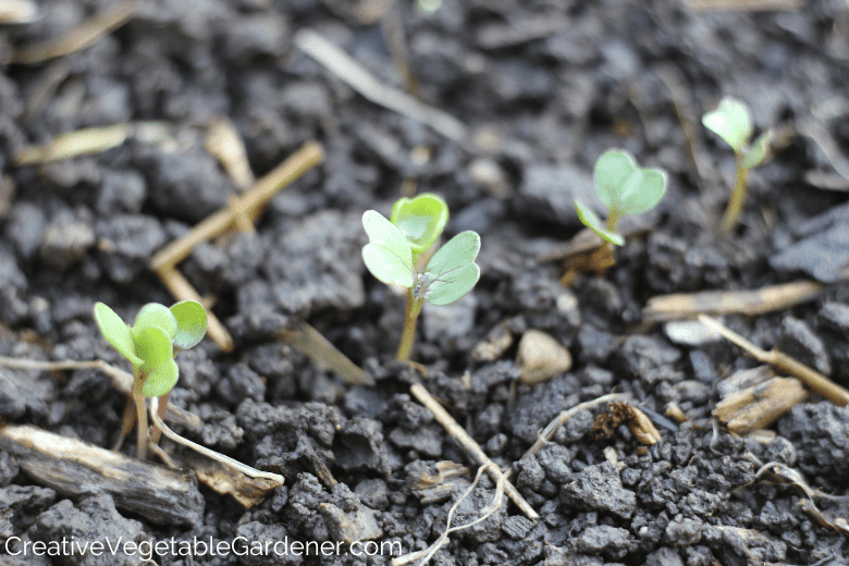 beste grond voor een moestuin