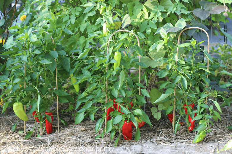 making peppers grow faster