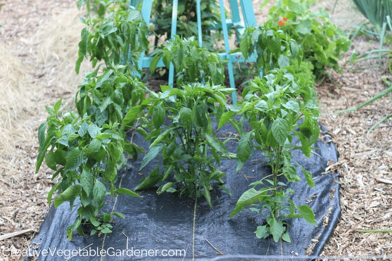 using black plastic to make pepper plants grow faster