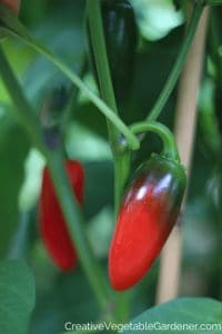 pepper plants growing