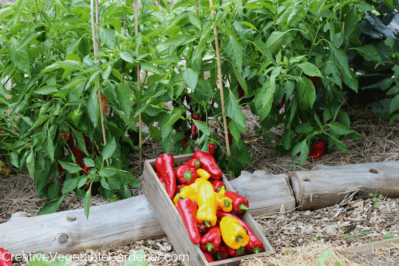 Verify: Yes, red and green bell peppers come from the same plant