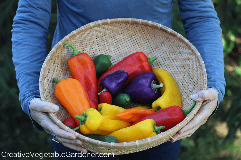 colorful peppers after picking