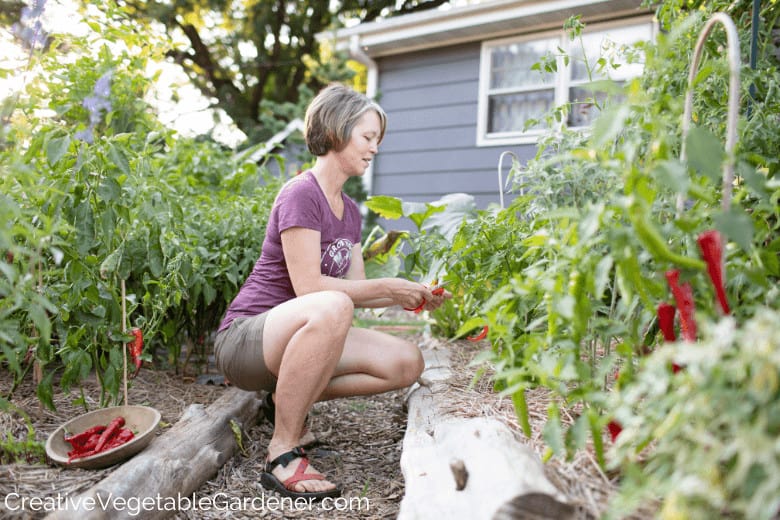 picking peppers in the garden