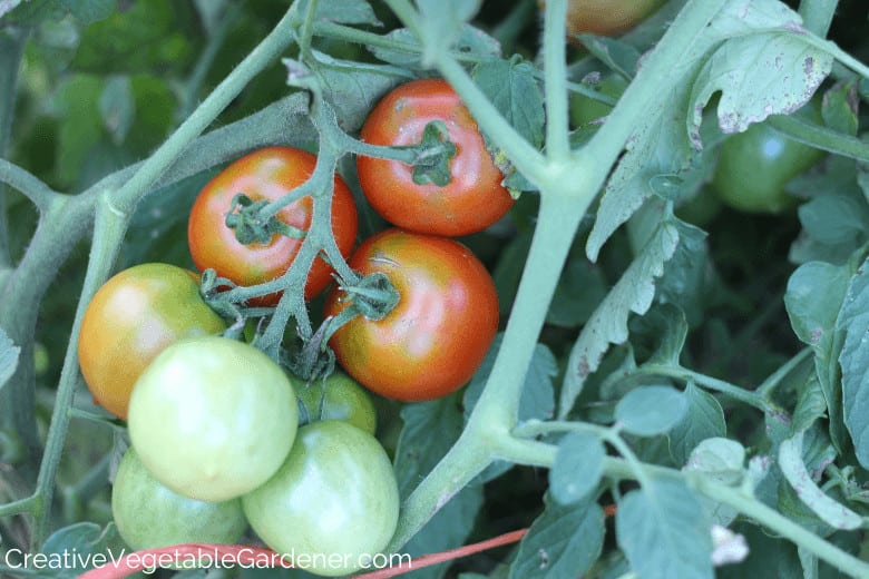 tomaten zijn kooi