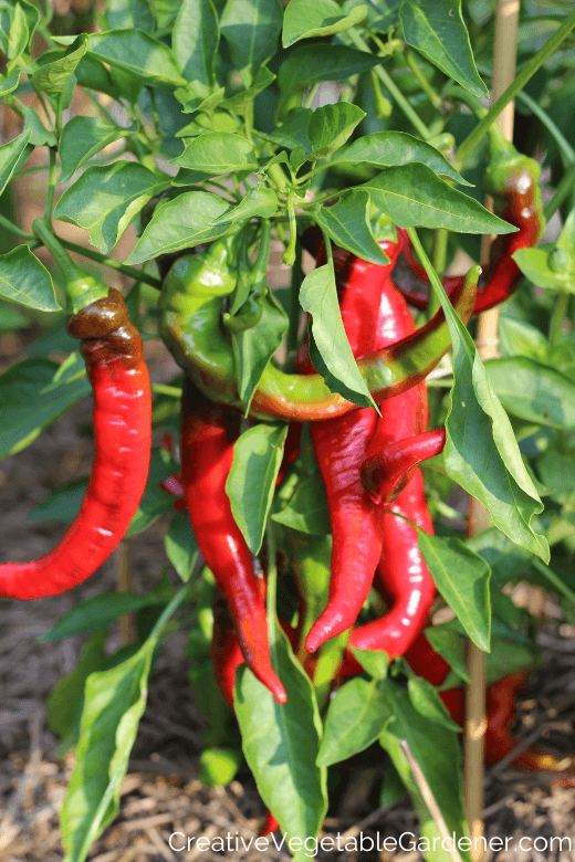 varieties that help pepper plants grow faster