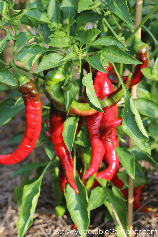 22+ Pepper Plant Not Flowering