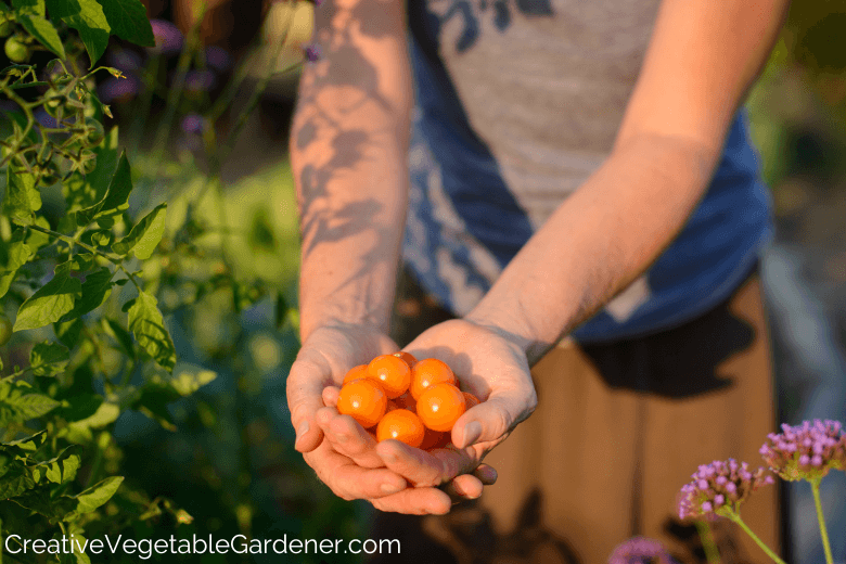 tomaten die gekooid moeten worden