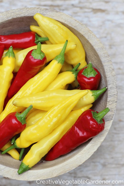 When to Pick Bell Peppers - Best Time to Harvest - Pepper Geek