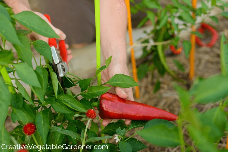 harvesting a red pepper