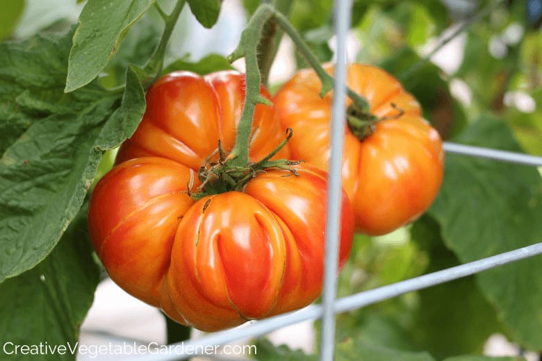 tomaten met een kooi