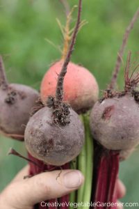 beet garden puns